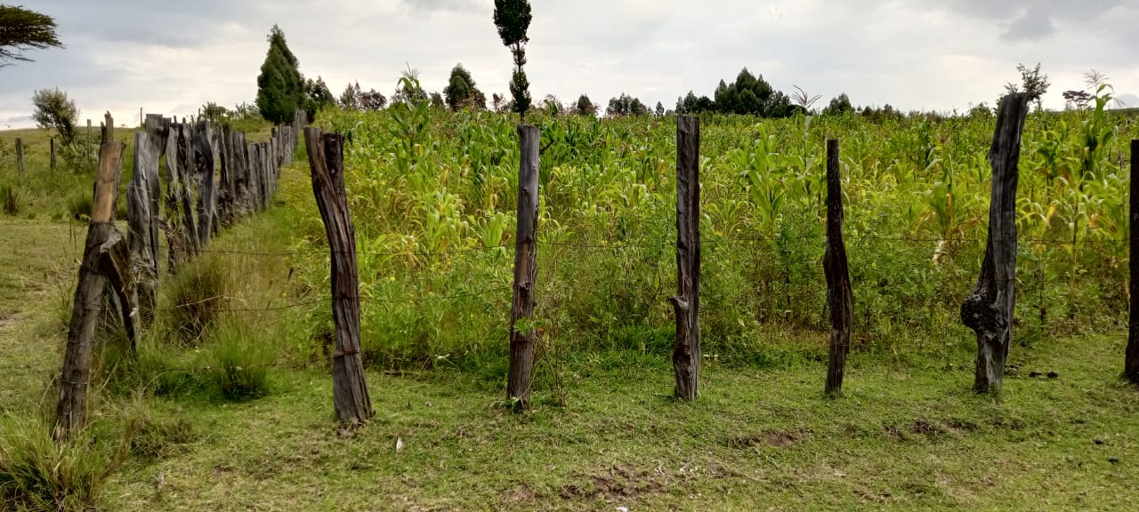 land for sale in Narok – Rotian land site photo